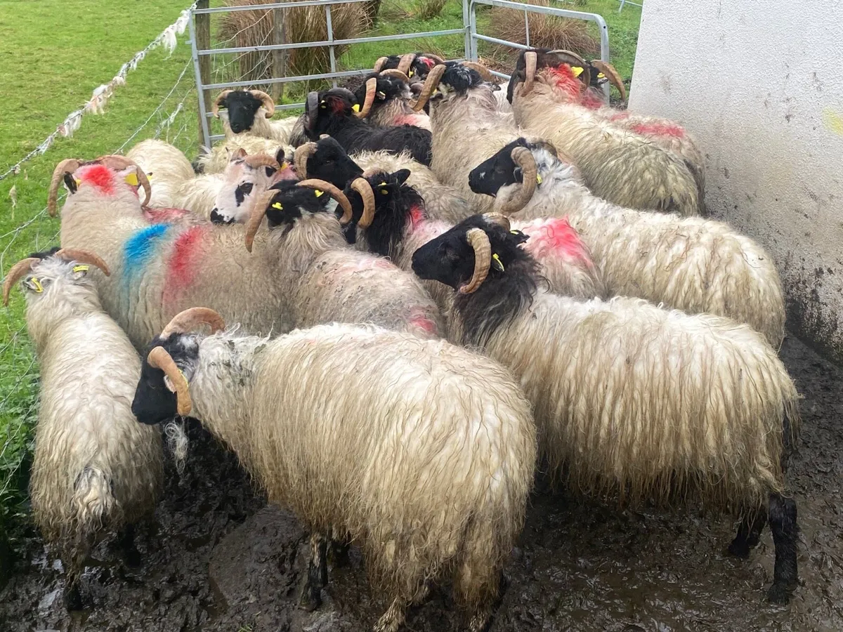 24 Ram Lambs - Image 4