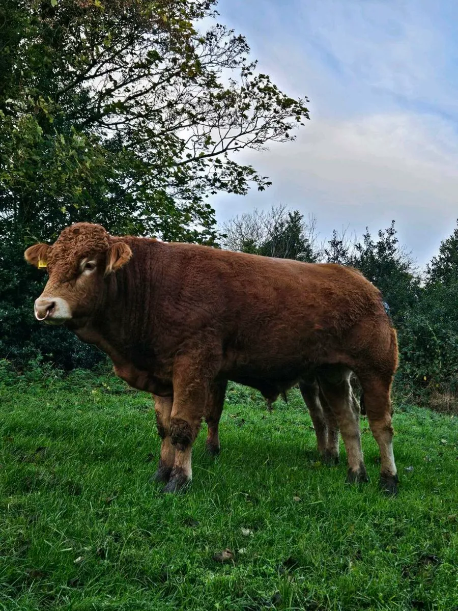 Pedigree limousin bull - Image 1