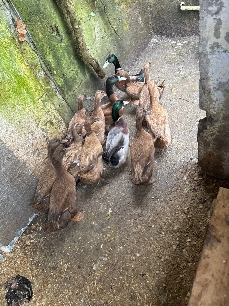 Khaki Campbell ducks - Image 1