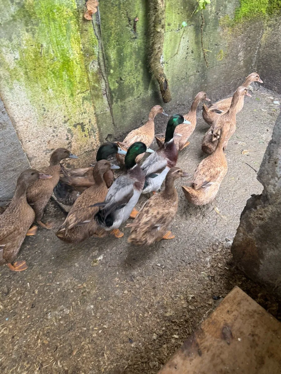 Khaki Campbell ducks - Image 2