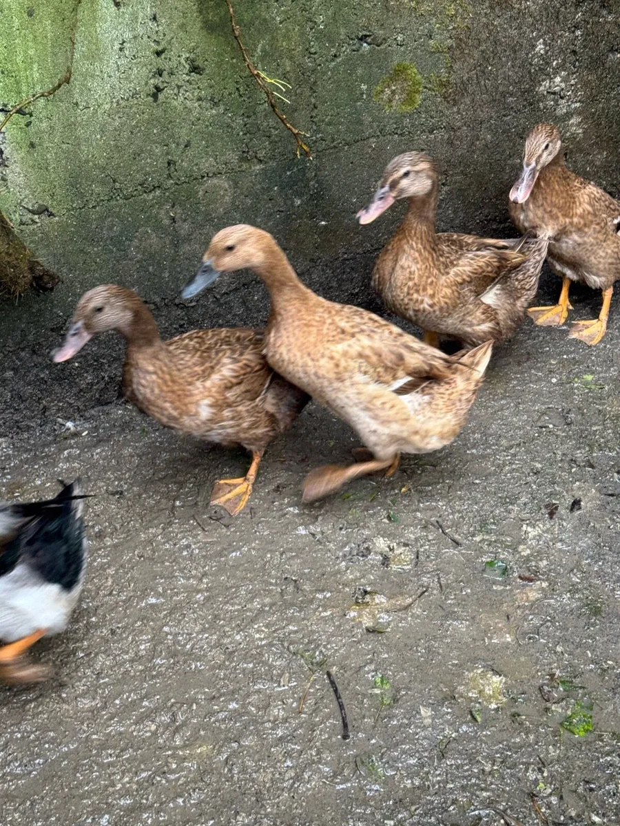 Khaki Campbell ducks - Image 3