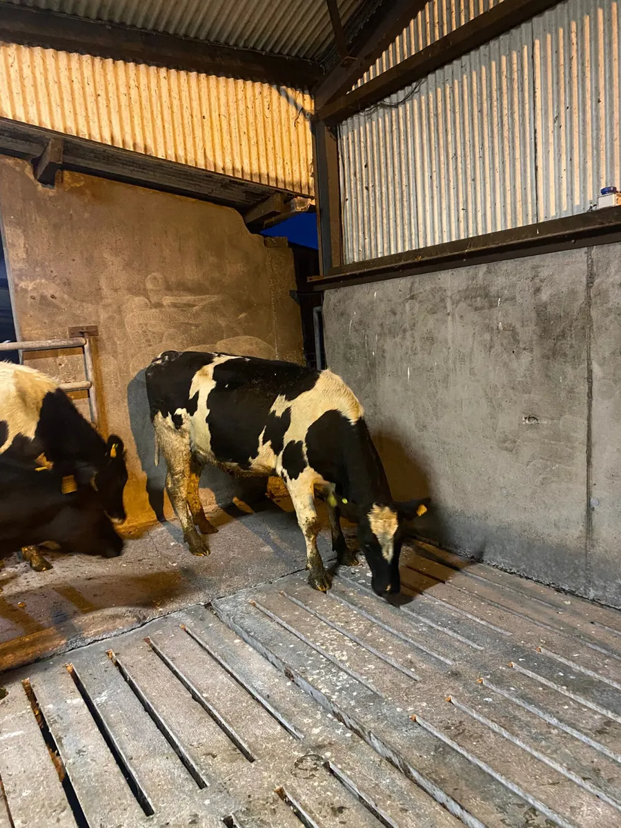 Calved heifers - Image 3