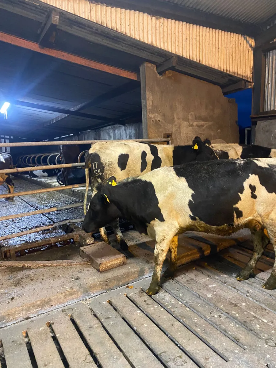Calved heifers - Image 4