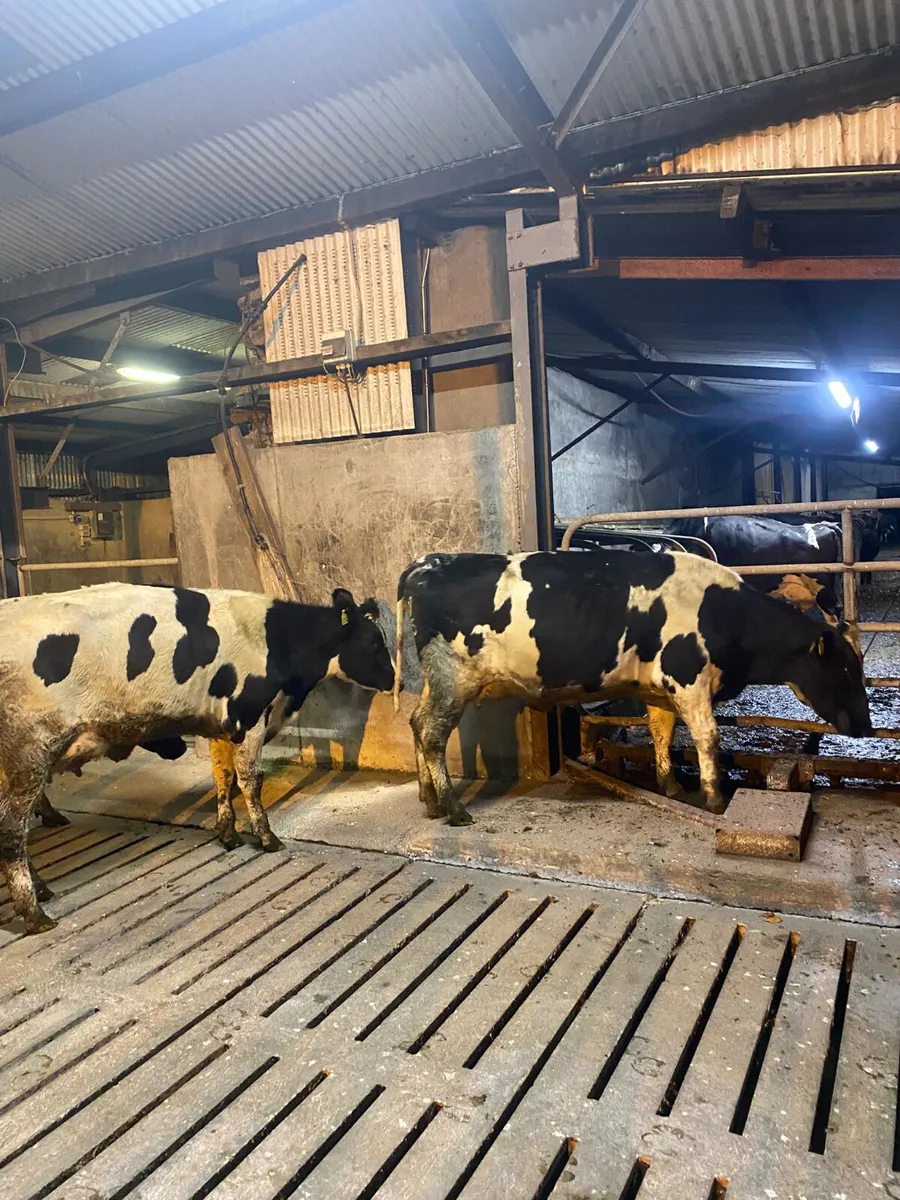 Calved heifers - Image 1