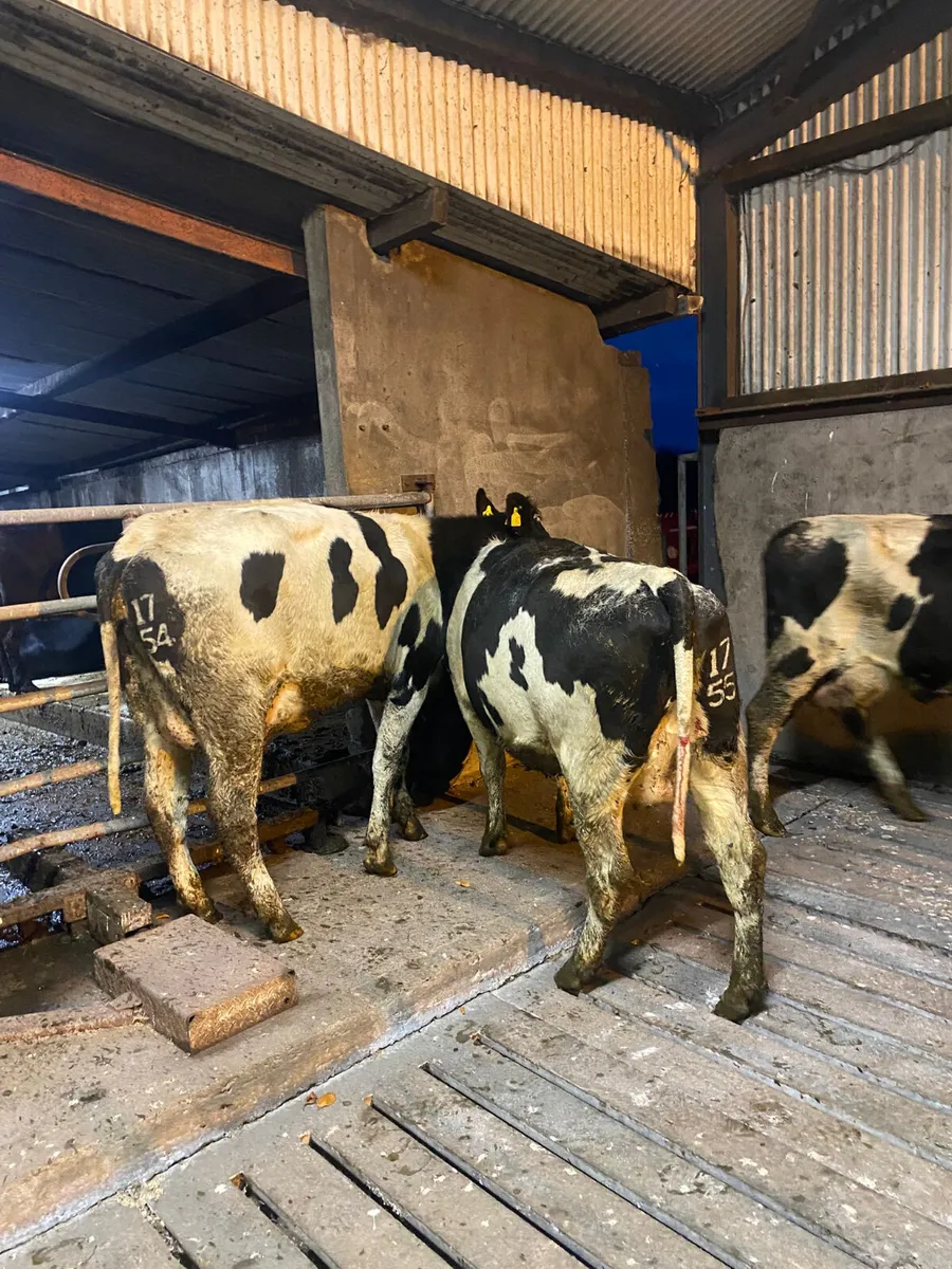 Calved heifers - Image 2