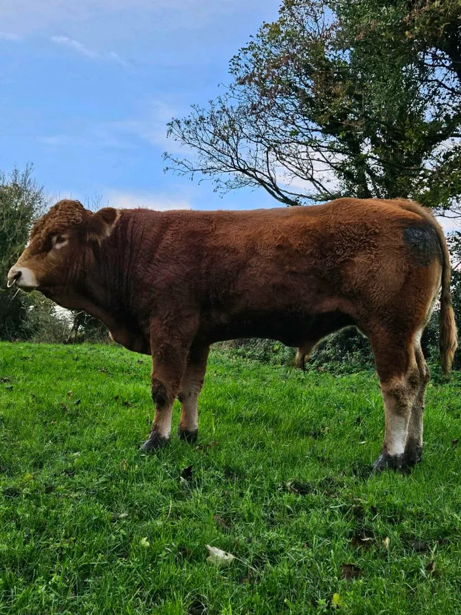 Pedigree limousin bull - Image 2