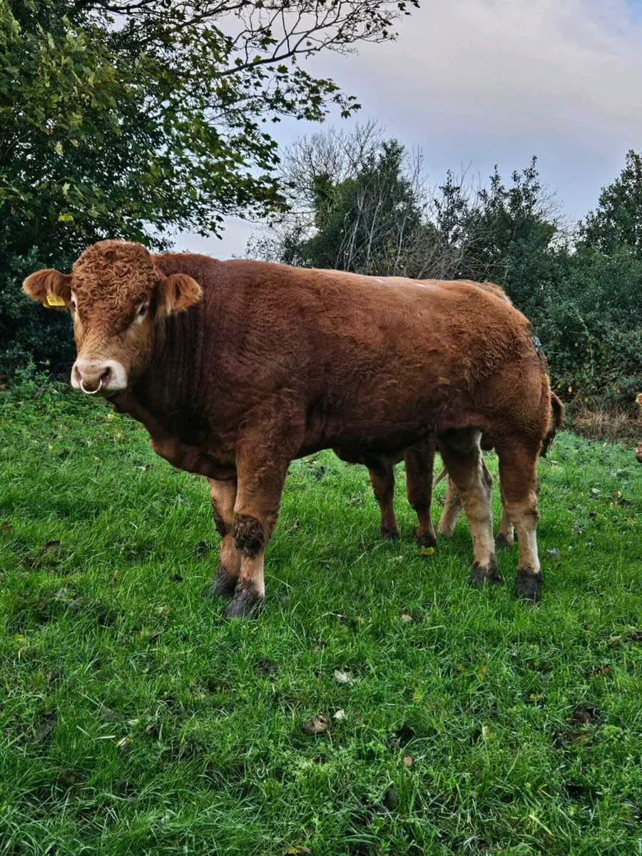 Pedigree limousin bull - Image 3