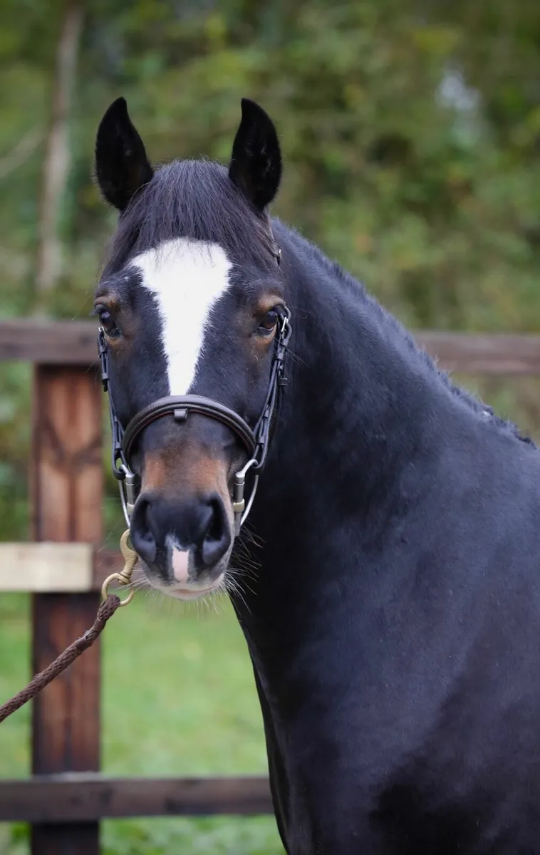 6yr old Welsh Cob Gelding - Image 1
