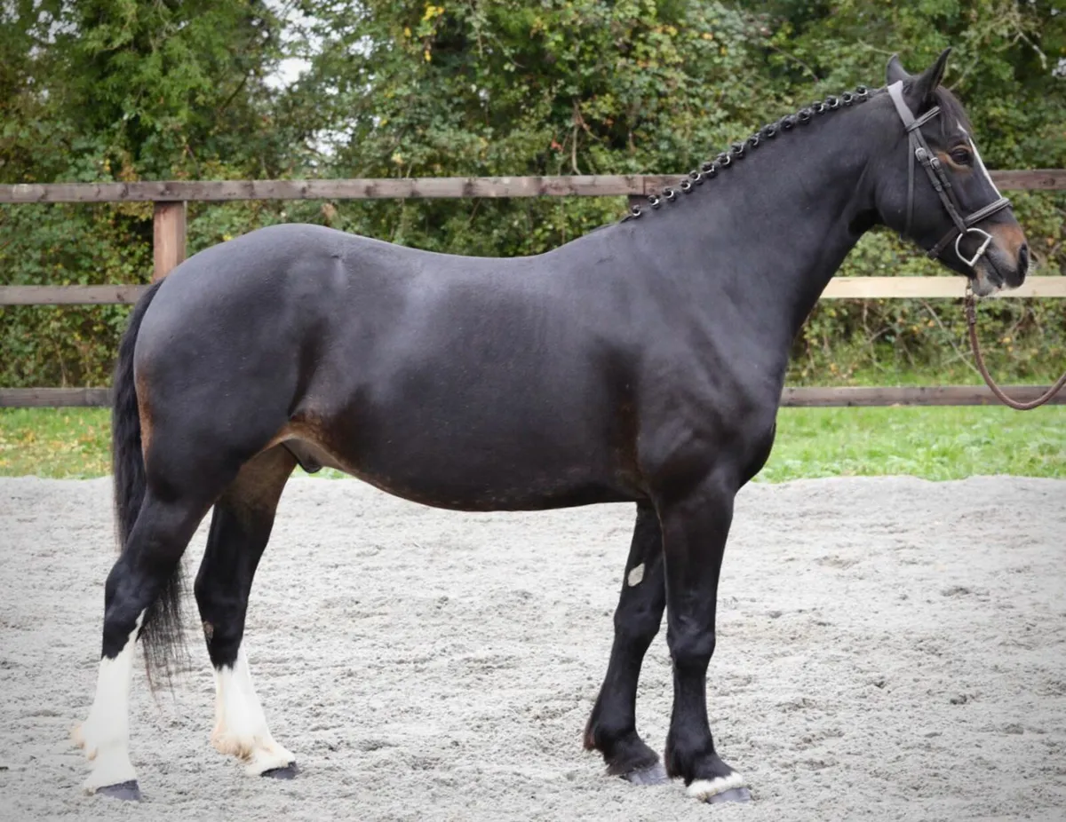 6yr old Welsh Cob Gelding - Image 2