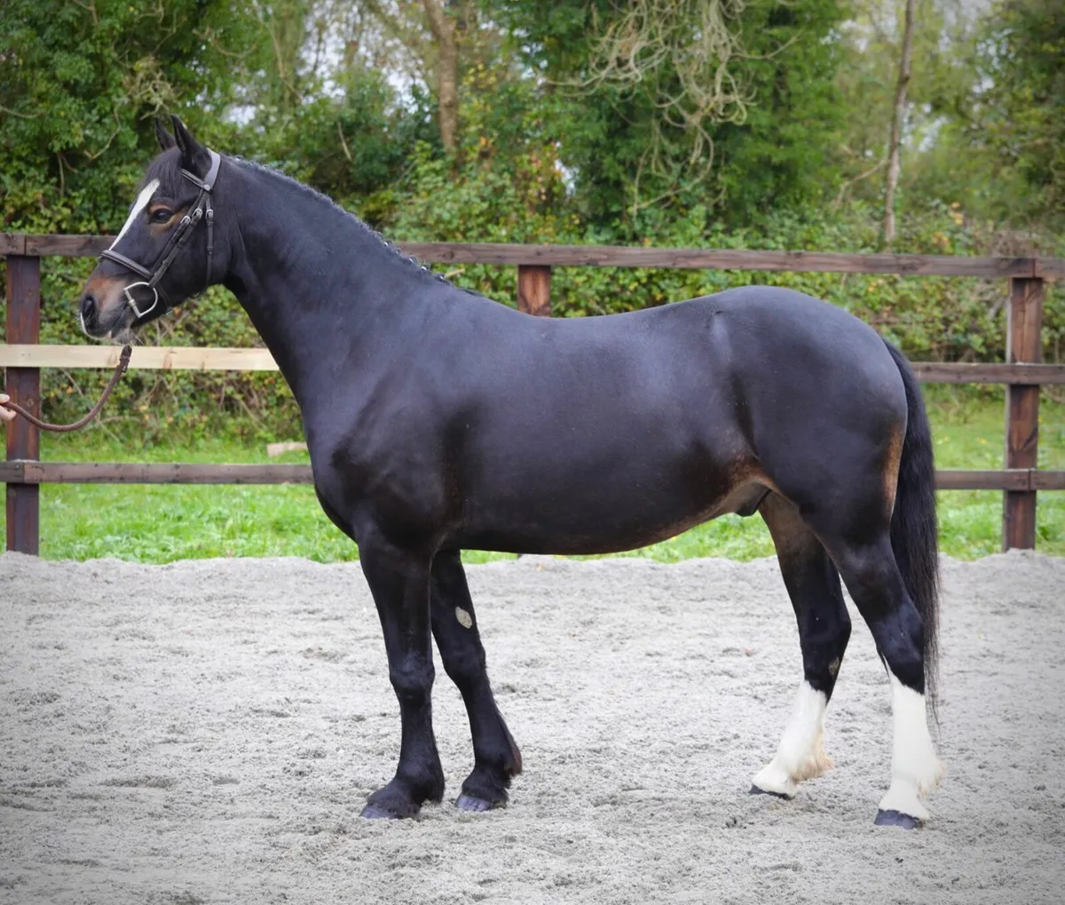 6yr old Welsh Cob Gelding - Image 3