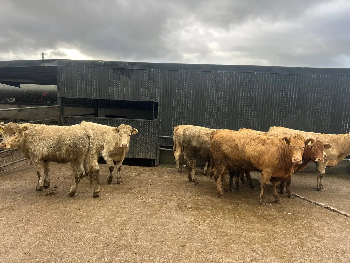 8 super  460 kg charlaois heifers - Image 3