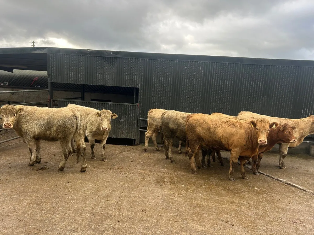 8 super  460 kg charlaois heifers - Image 4