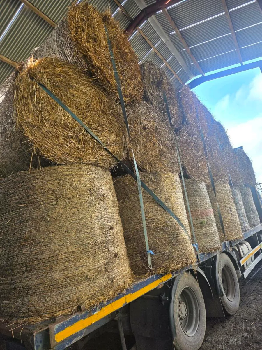 Barley straw - Image 3