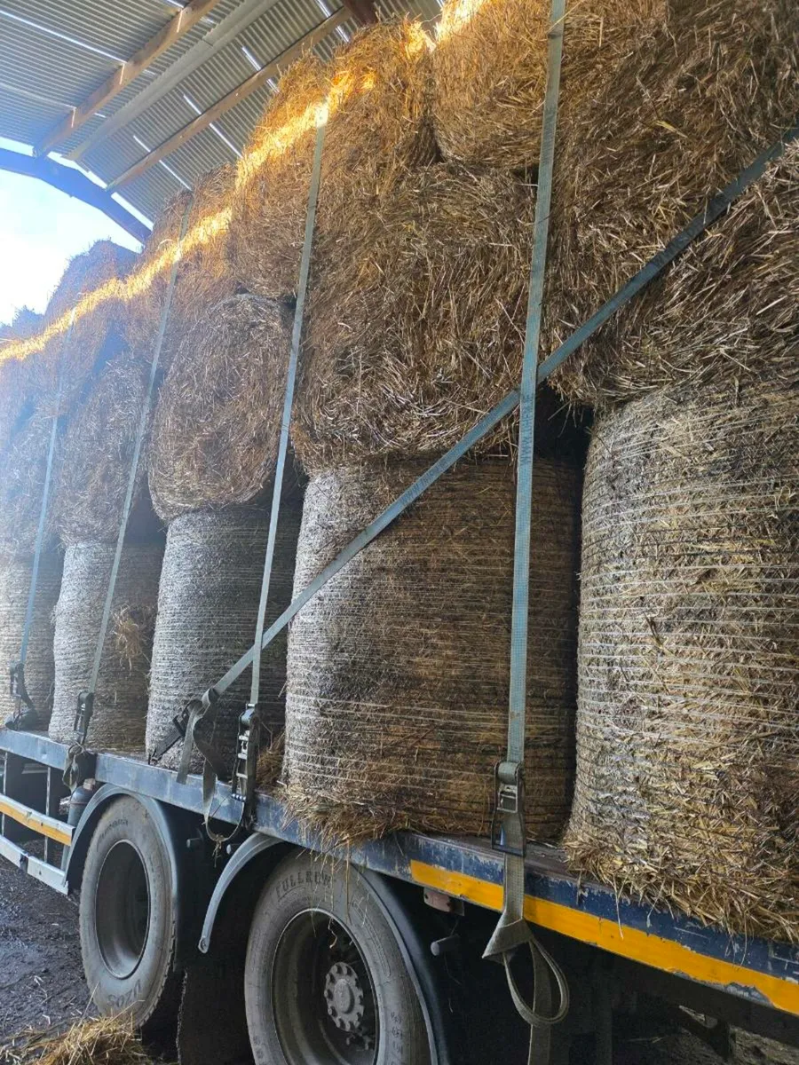 Barley straw - Image 4