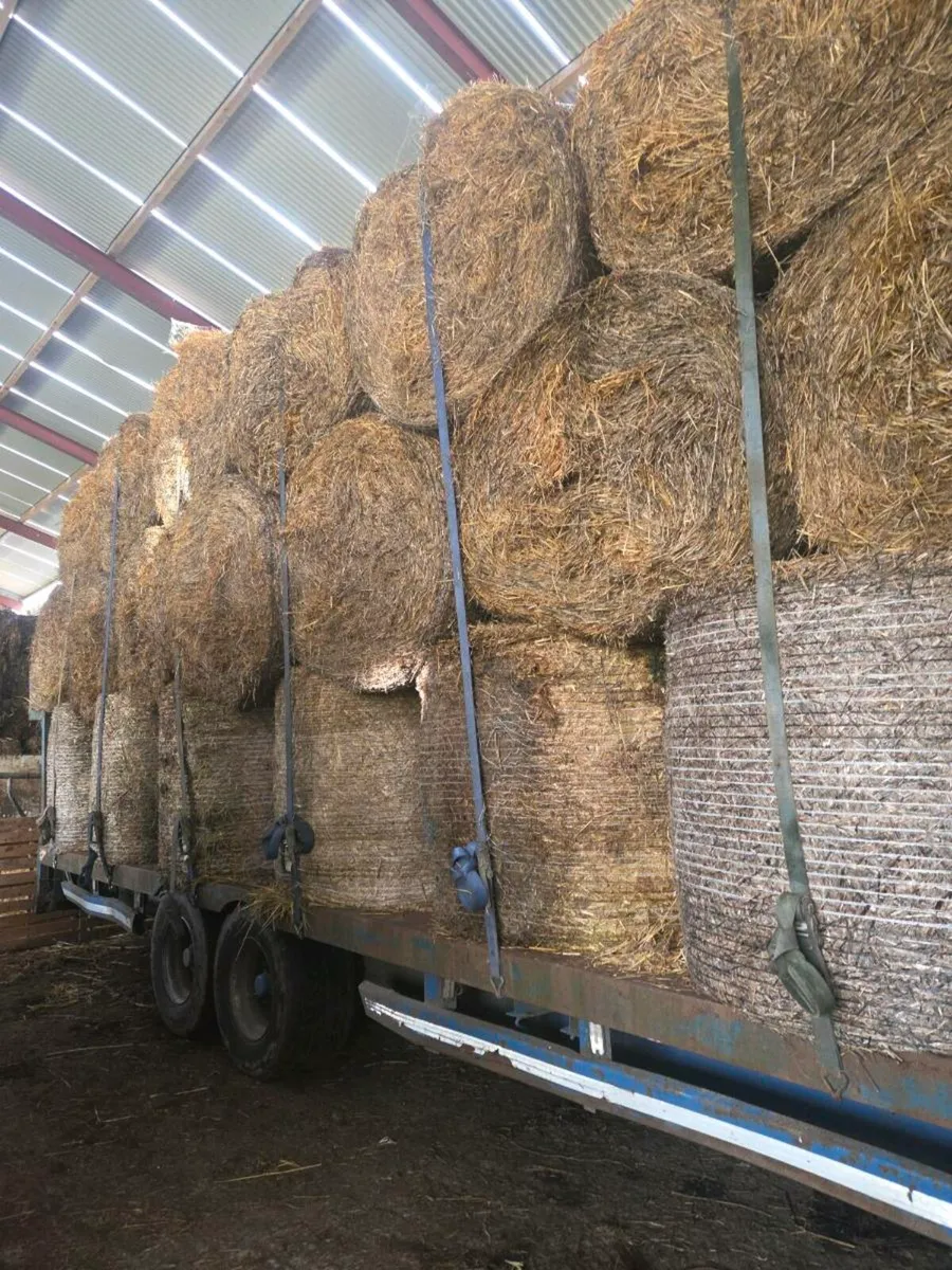 Barley straw - Image 1