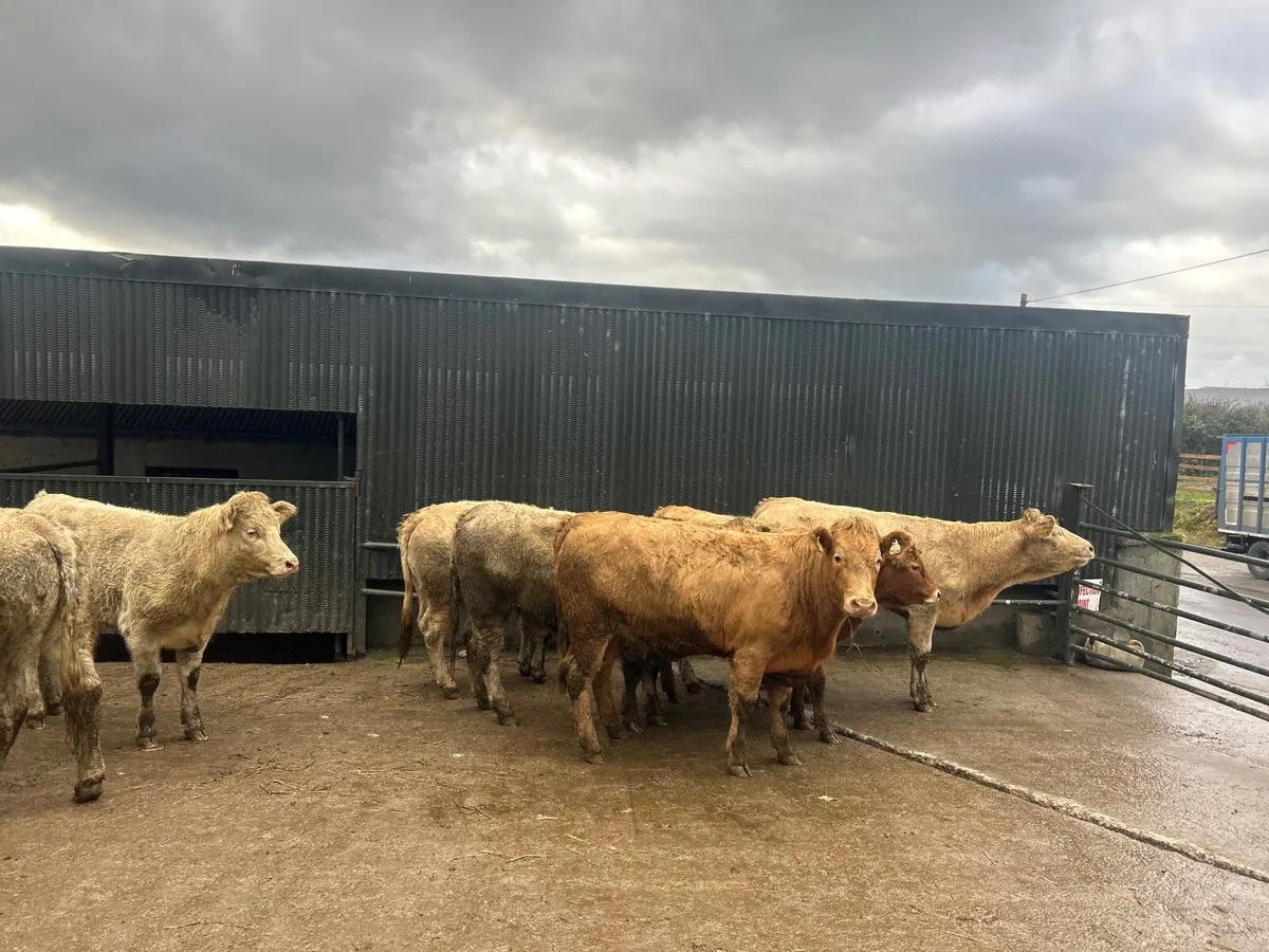 8 super  460 kg charlaois heifers - Image 1