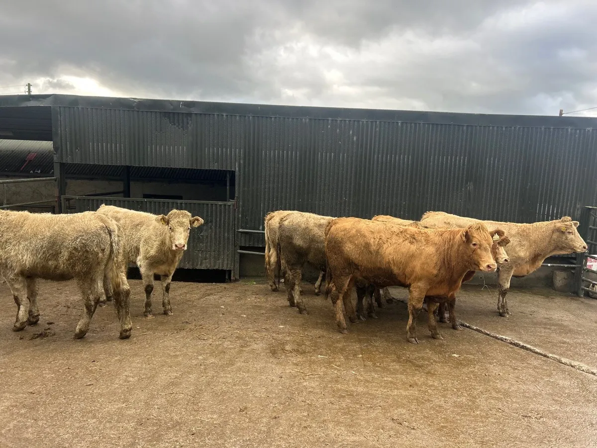8 super  460 kg charlaois heifers - Image 2