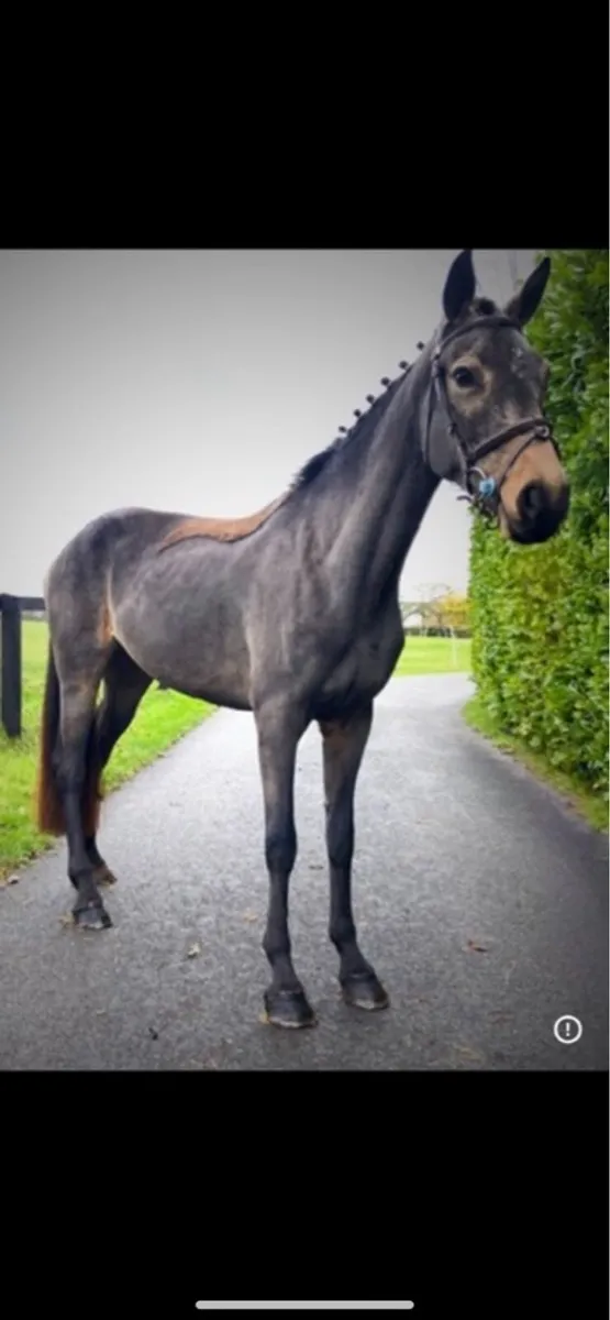 Rising 4yo Connemara 148