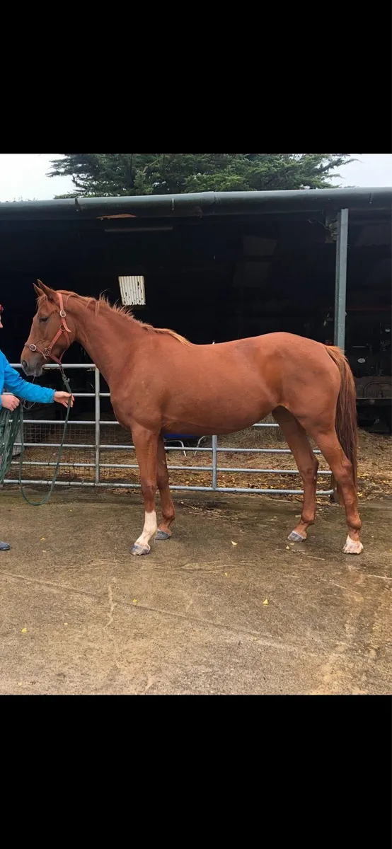 3yr old Sligo Candy Boy - Image 2