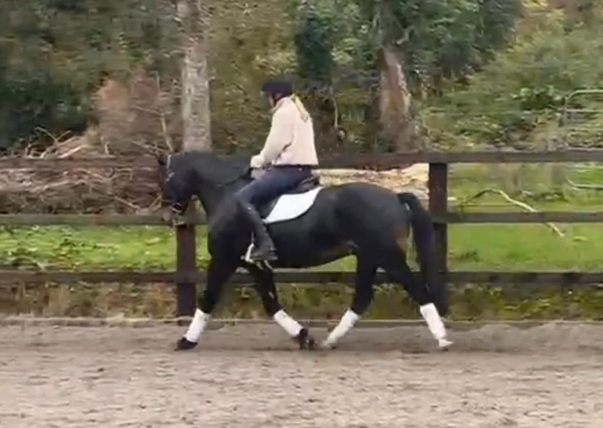 6yr old Welsh Cob Gelding - Image 4