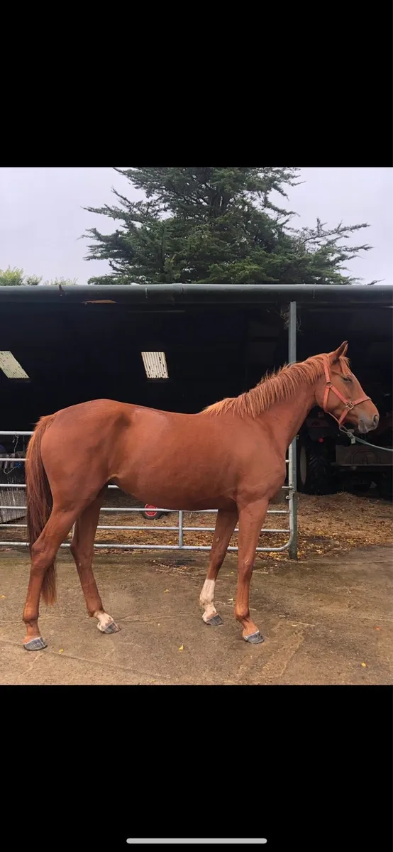 3yr old Sligo Candy Boy - Image 3