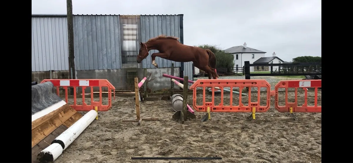 3yr old Sligo Candy Boy - Image 1