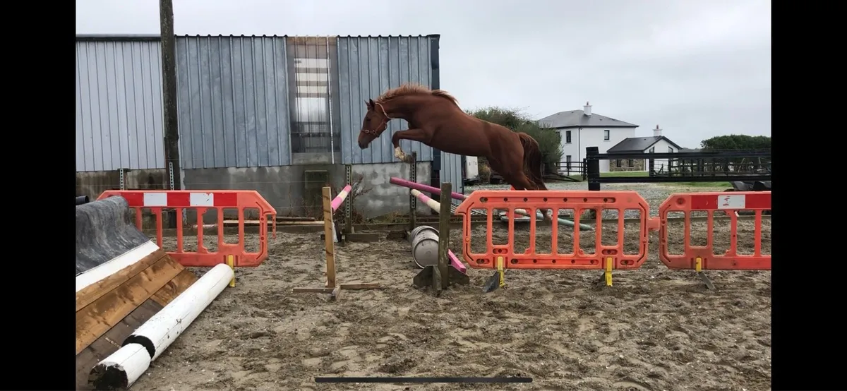 3yr old Sligo Candy Boy - Image 4