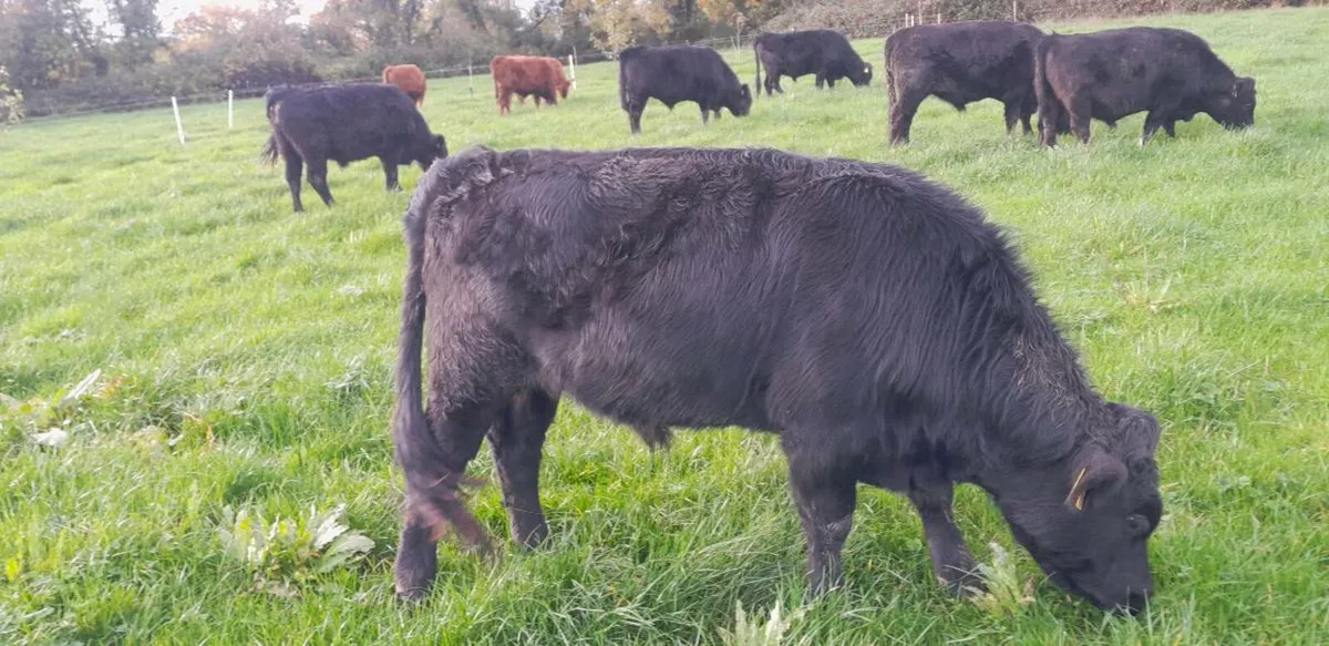 Organic Pedigree Dexter bullocks - Image 1