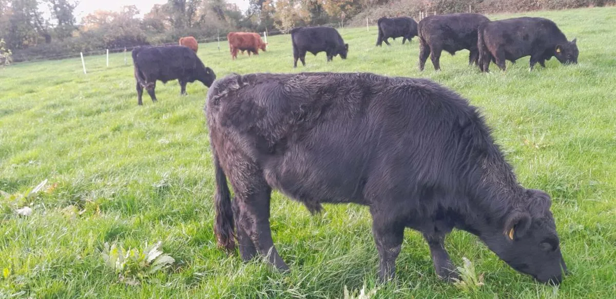 Organic Pedigree Dexter bullocks - Image 2