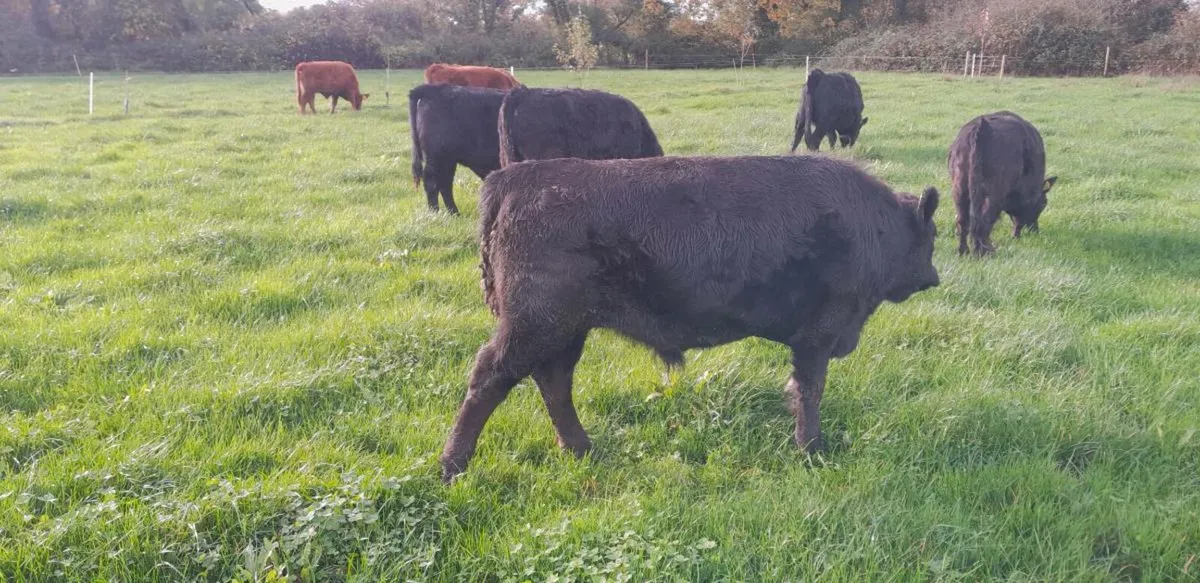 Organic Pedigree Dexter bullocks - Image 3