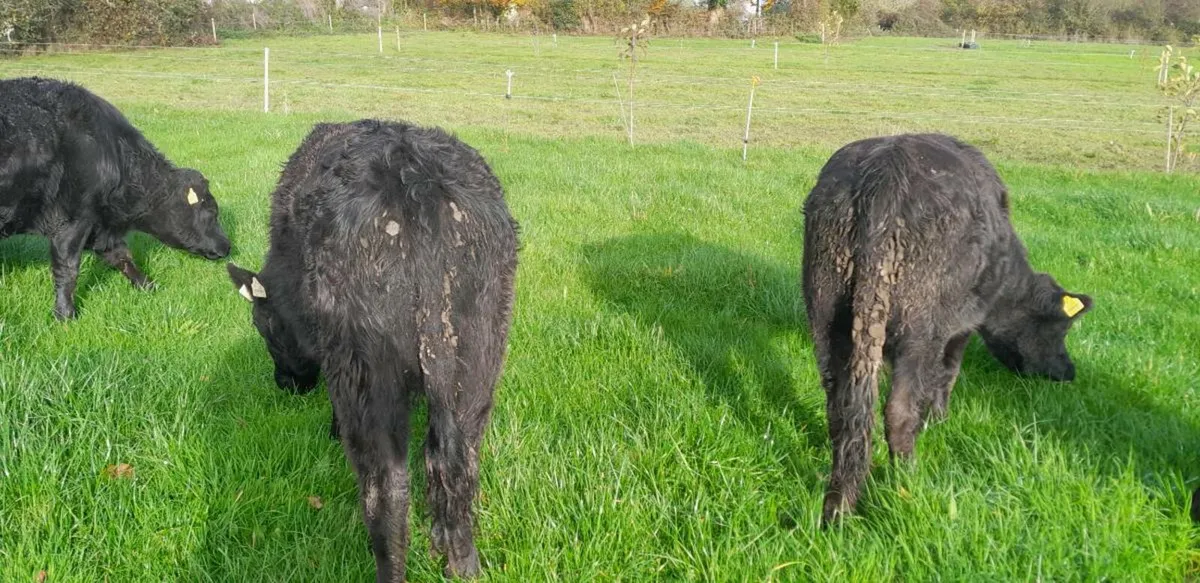 Organic Pedigree Dexter bullocks - Image 4