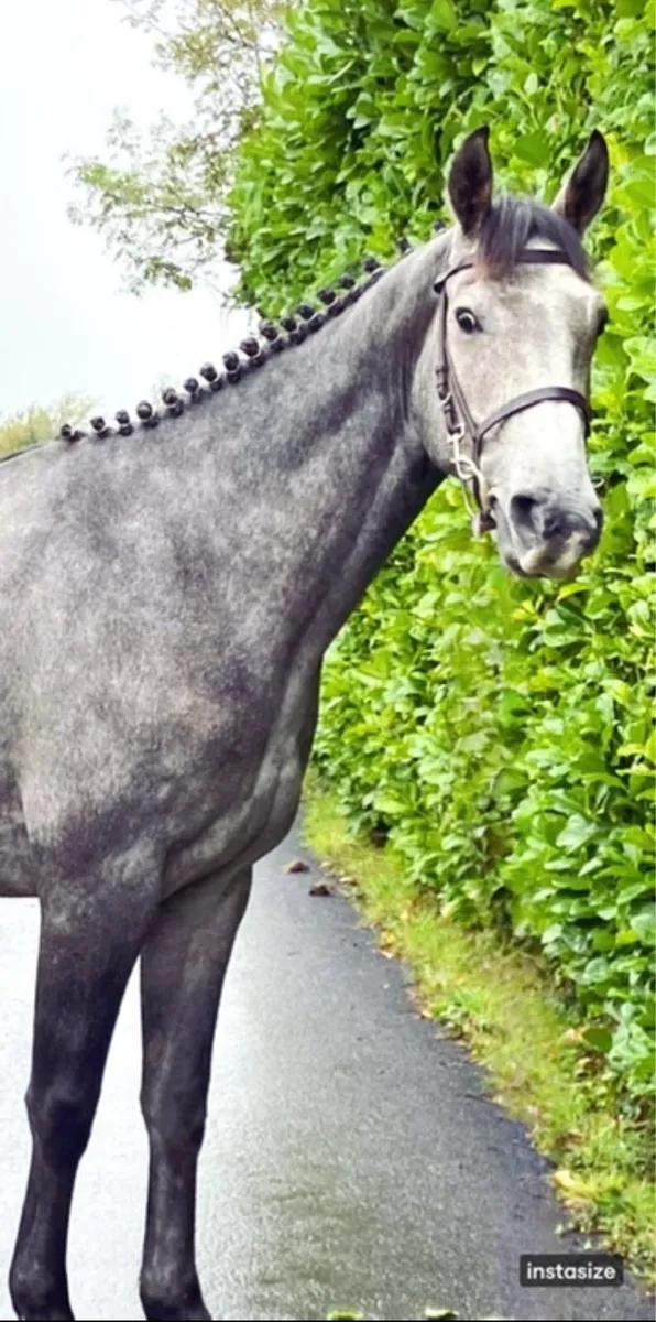 4 year old grey gelding - Image 1
