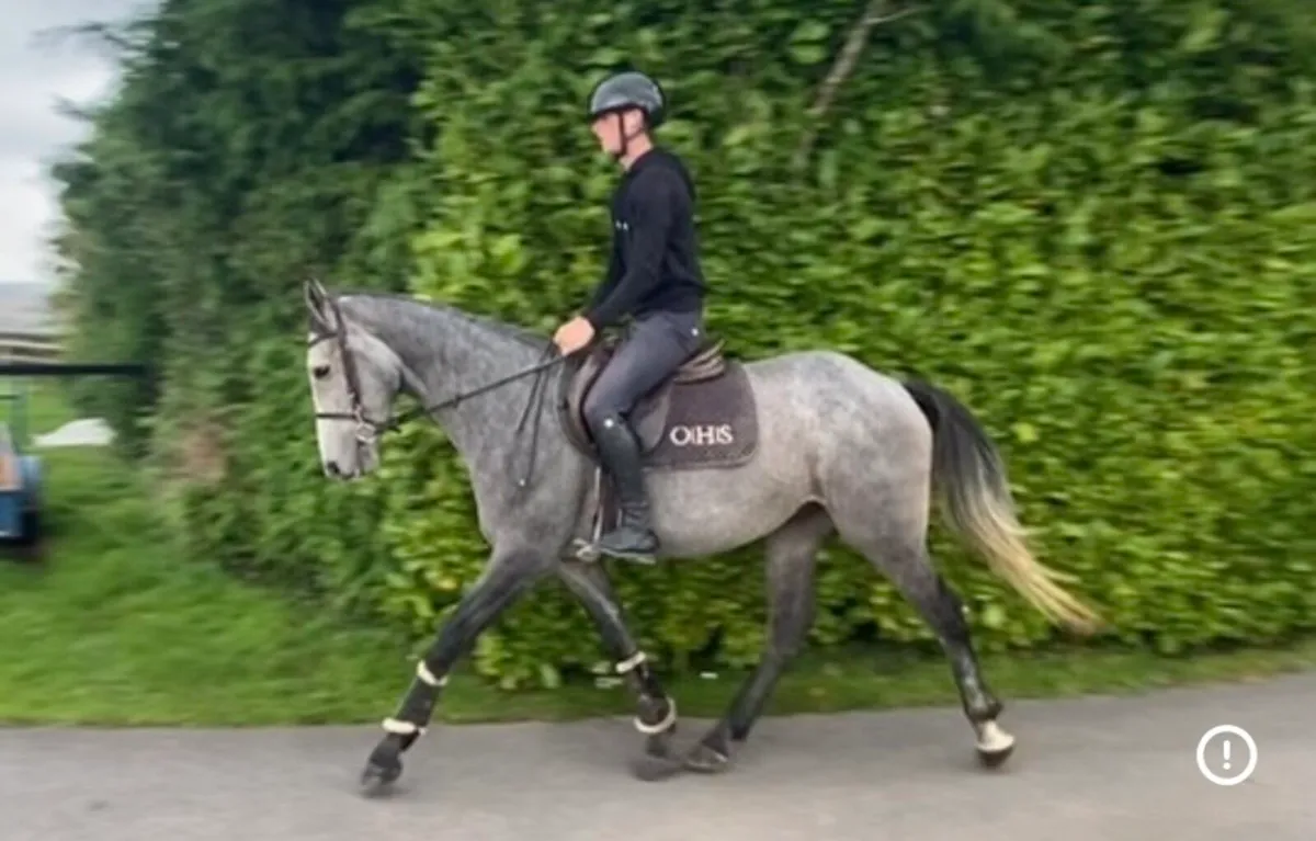 4 year old grey gelding - Image 2