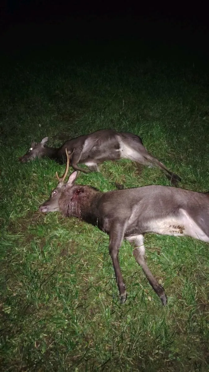 Deer management and hunting