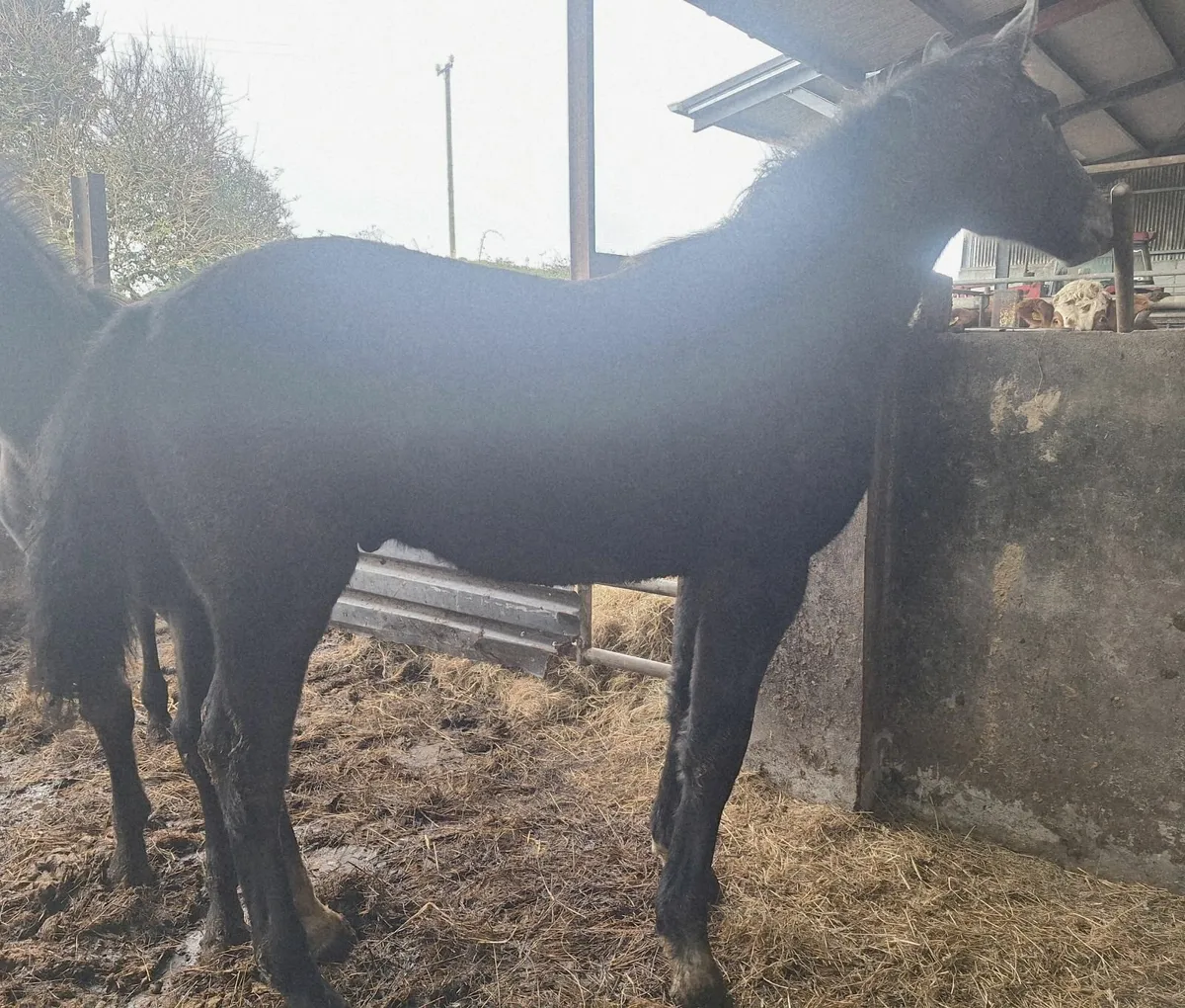 Vivant colt foal - Image 3