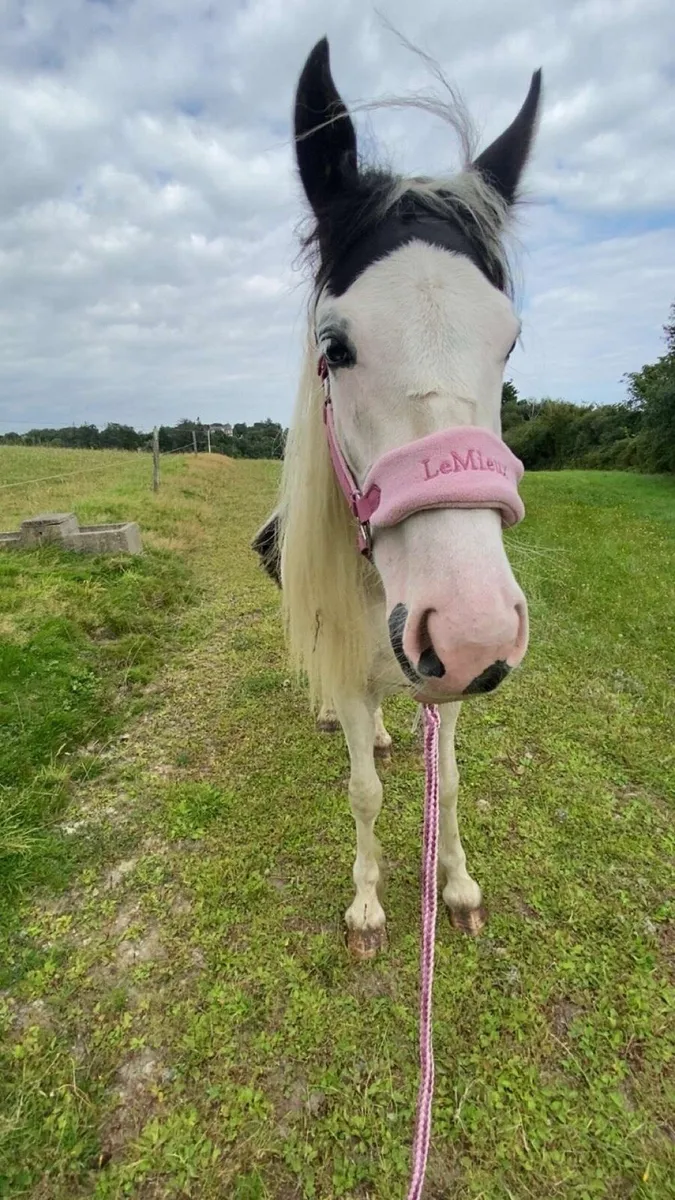 Cob x Mare to Foal Spring 2026 (Backed) - Image 1