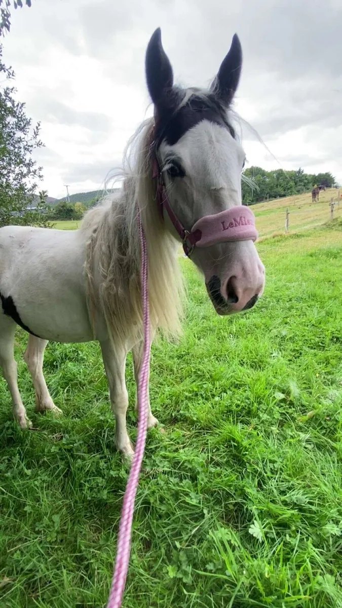 Cob x Mare to Foal Spring 2026 (Backed) - Image 2