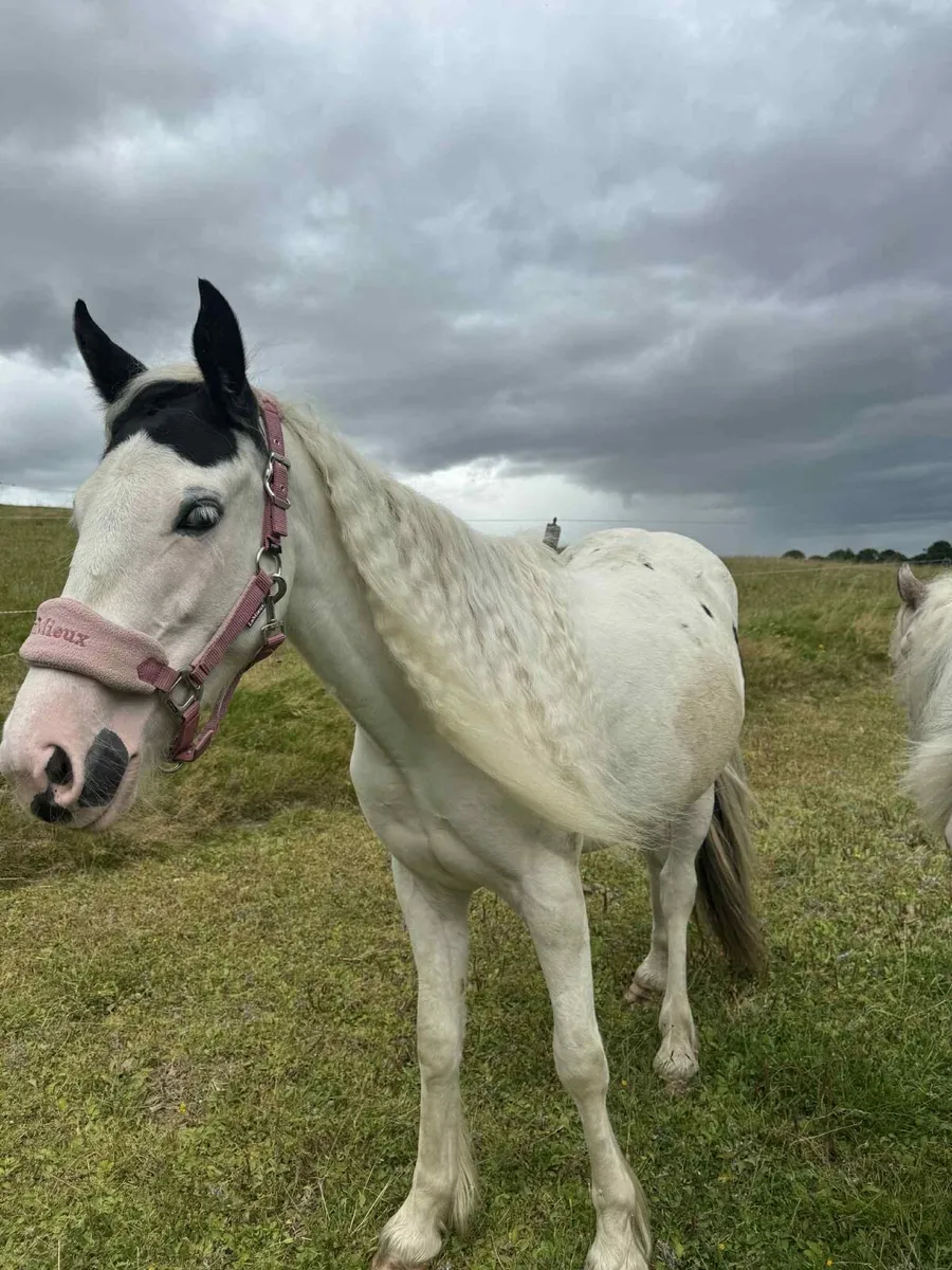 Cob x Mare to Foal Spring 2026 (Backed) - Image 4