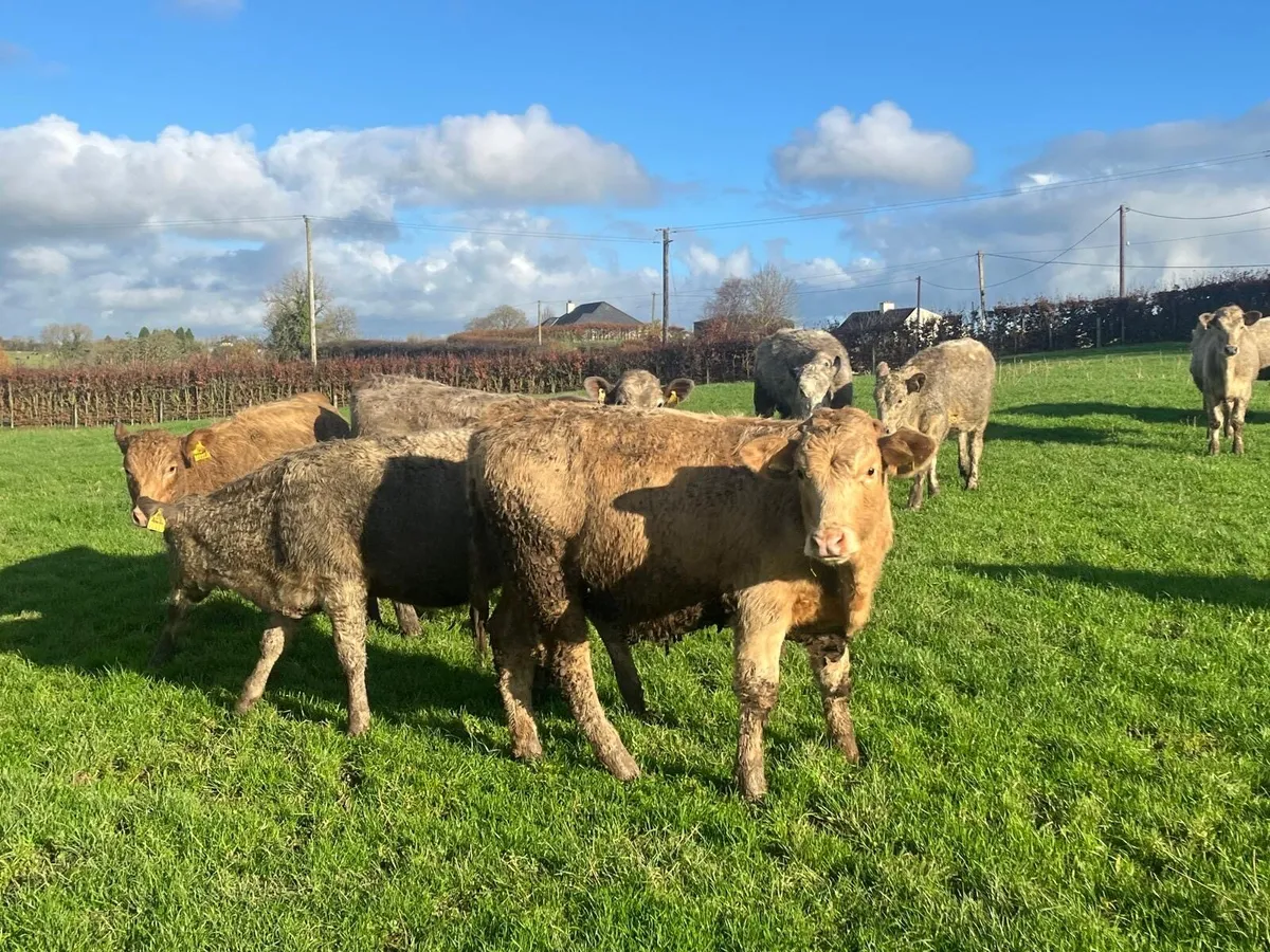 12 super charlaois weanling store heifers - Image 1