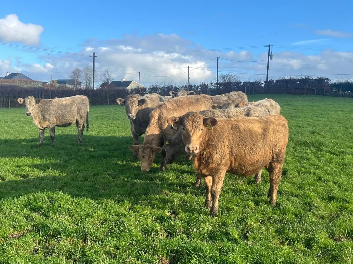 12 super charlaois weanling store heifers - Image 2