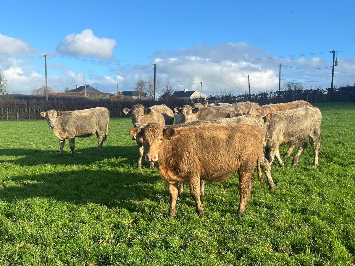 12 super charlaois weanling store heifers - Image 3