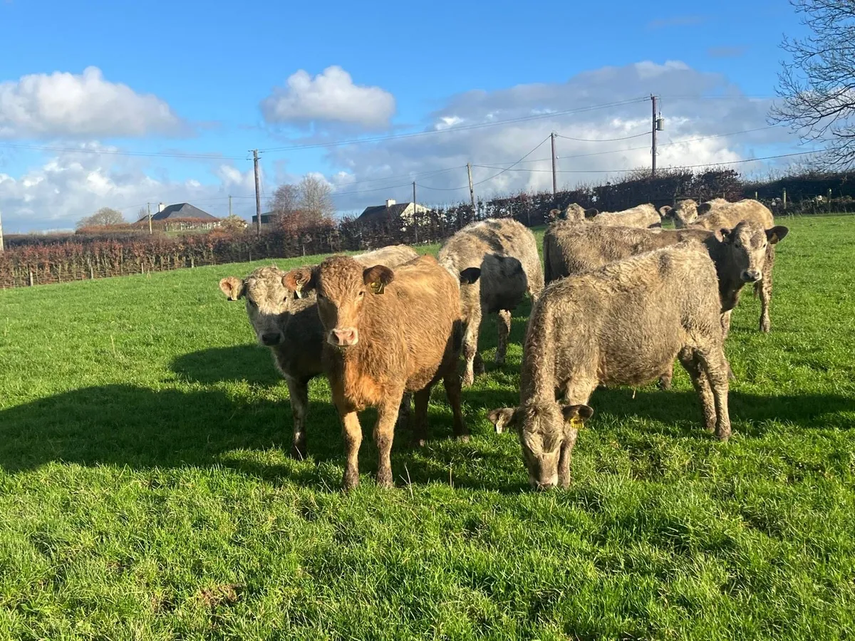 12 super charlaois weanling store heifers - Image 4