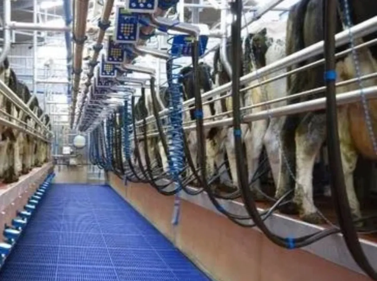 Full time milker available