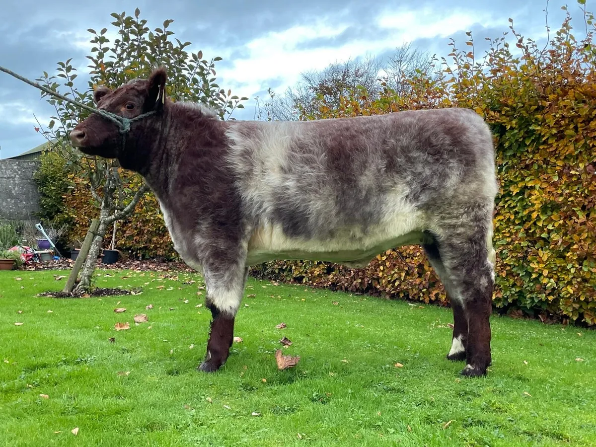 2 PBR Beef Shorthorn heifers - Image 1