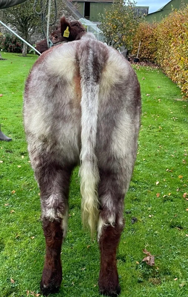 2 PBR Beef Shorthorn heifers - Image 2