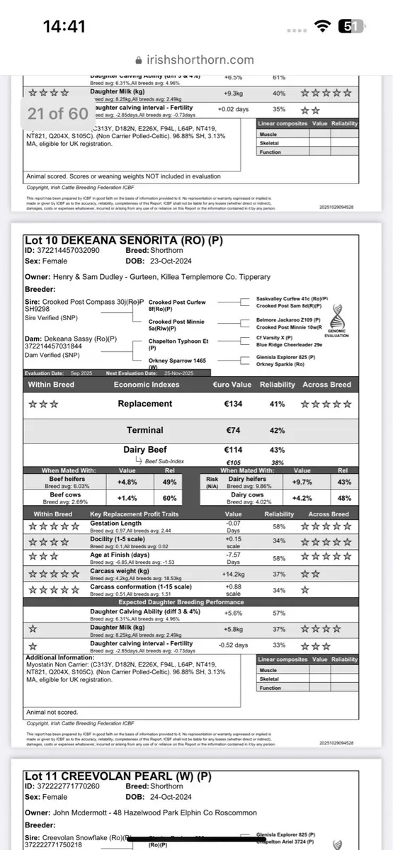 2 PBR Beef Shorthorn heifers - Image 3