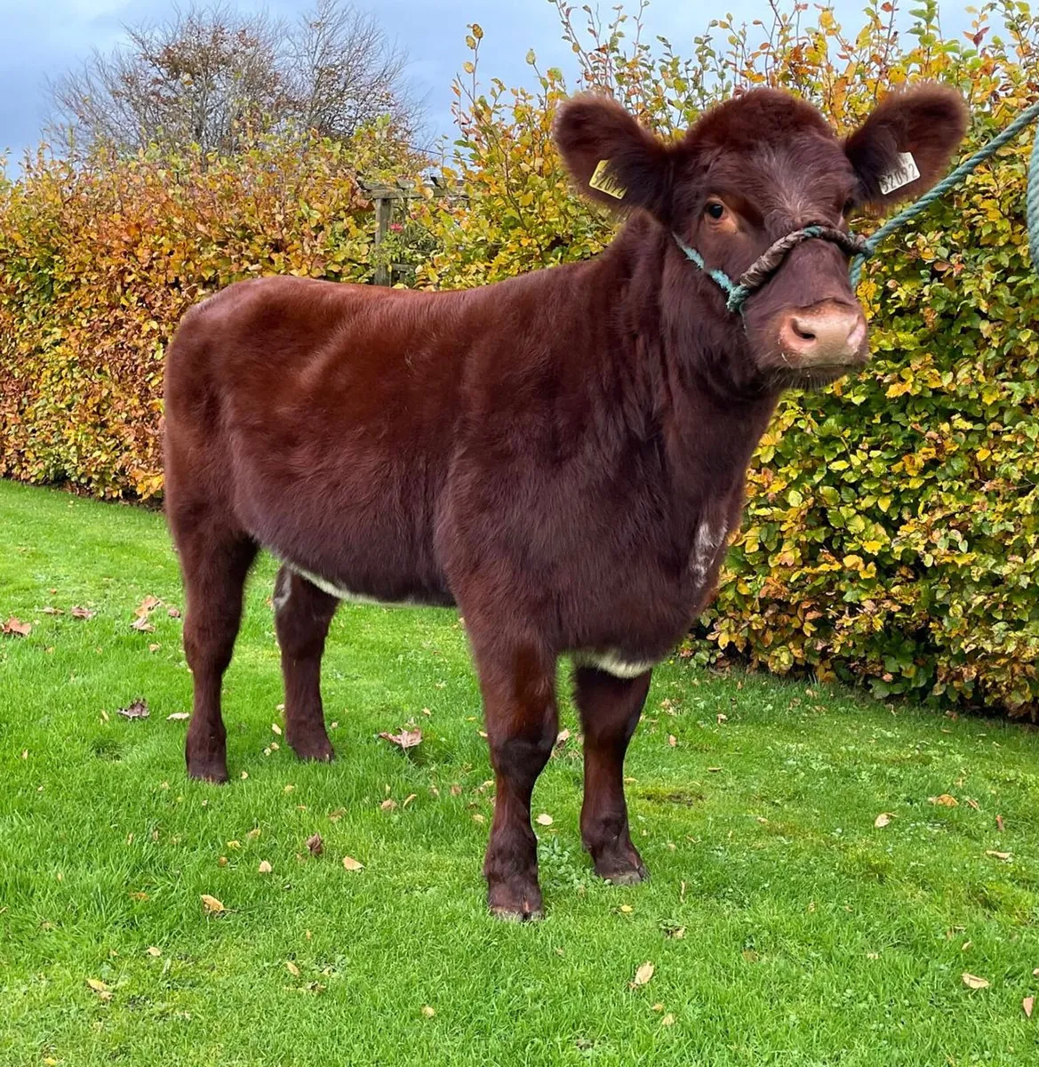 2 PBR Beef Shorthorn heifers - Image 4