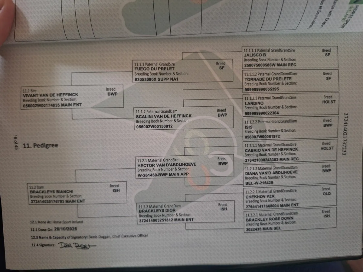 Vivant colt foal - Image 4