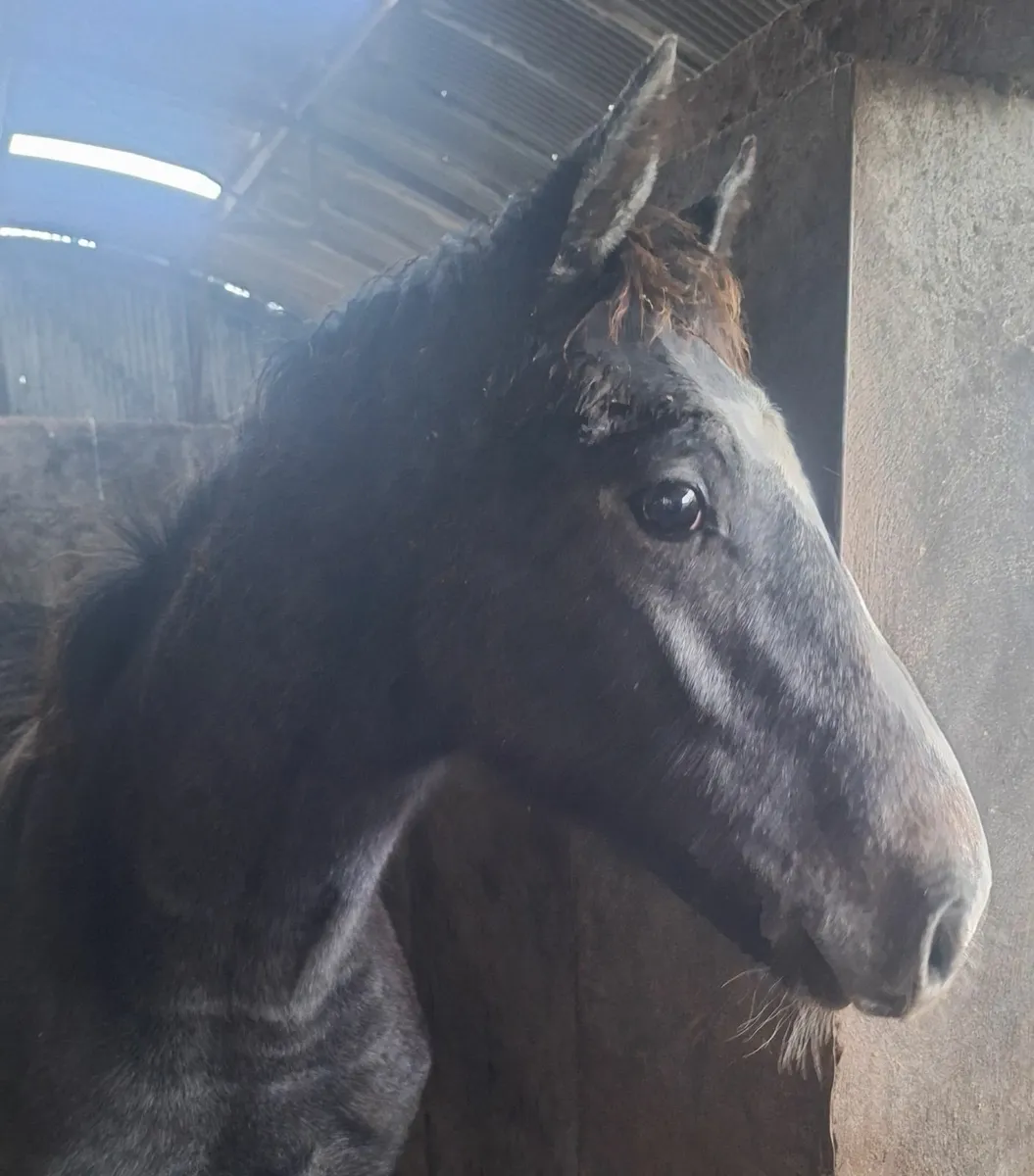 Vivant colt foal - Image 1