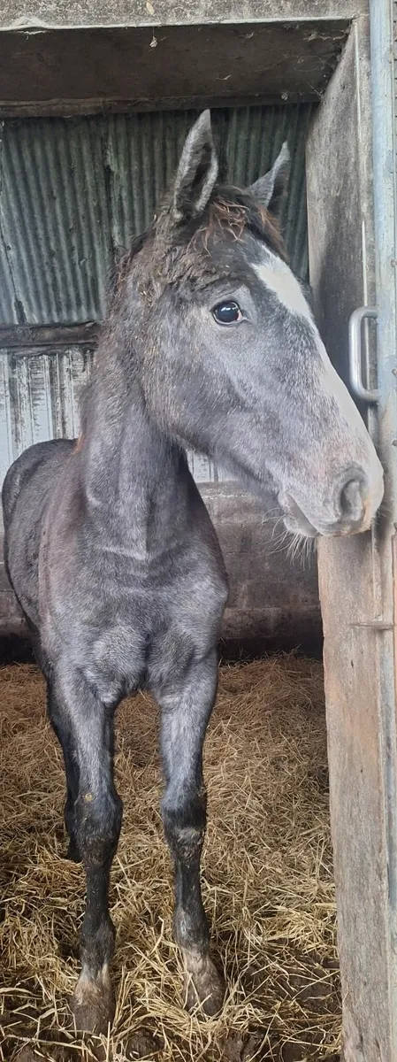 Vivant colt foal - Image 2